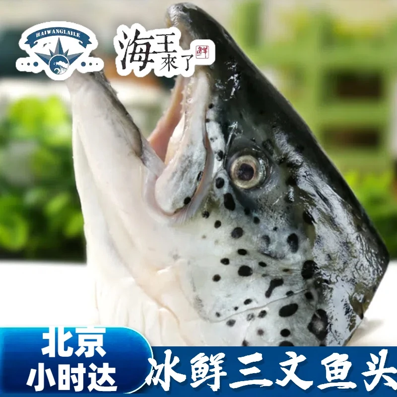500-700g  冰鲜 三文鱼头 挪威三文鱼新鲜空运 现杀