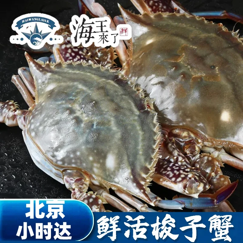 1只 鲜活梭子蟹 肥肉 公梭子蟹 飞蟹 海蟹 螃蟹 海鲜水产