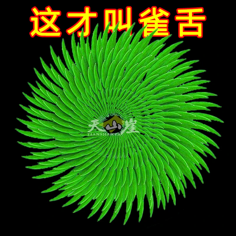 特级雀舌绿茶全芽2025新茶正宗明前贵州湄潭嫩芽翠芽毛尖茶叶春茶