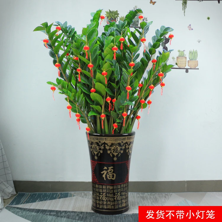 金钱树发财树钱串串摇钱树室内办公送礼乔迁绿植（原盆破损不售后）