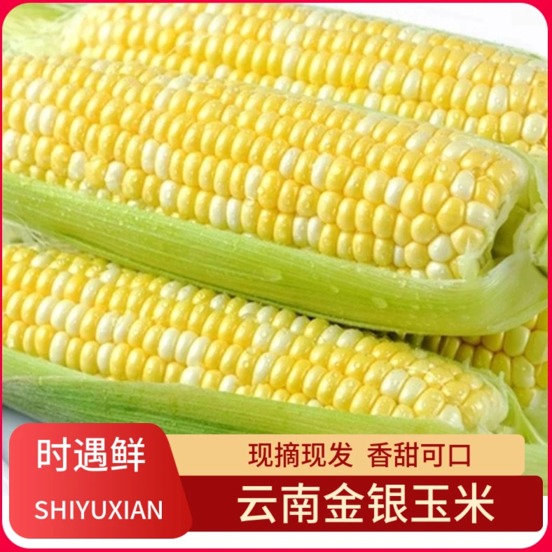 云南金银水果玉米4.5斤装新鲜甜玉米香甜爆浆现摘现发颗粒饱满