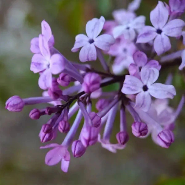 丁香花 花序硕大、开花繁茂，花色淡雅、芳香，盆栽 掌上盆景
