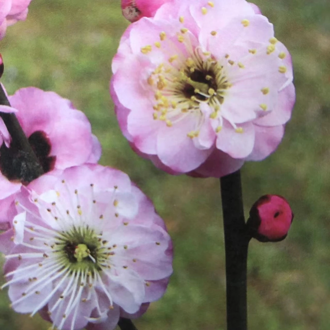 千叶红  宫粉品种群 花大  重瓣性强 花态优美 优良品种
