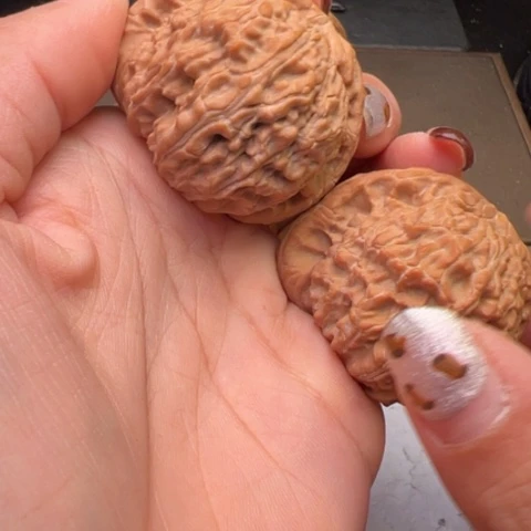 文玩核桃把件白狮子