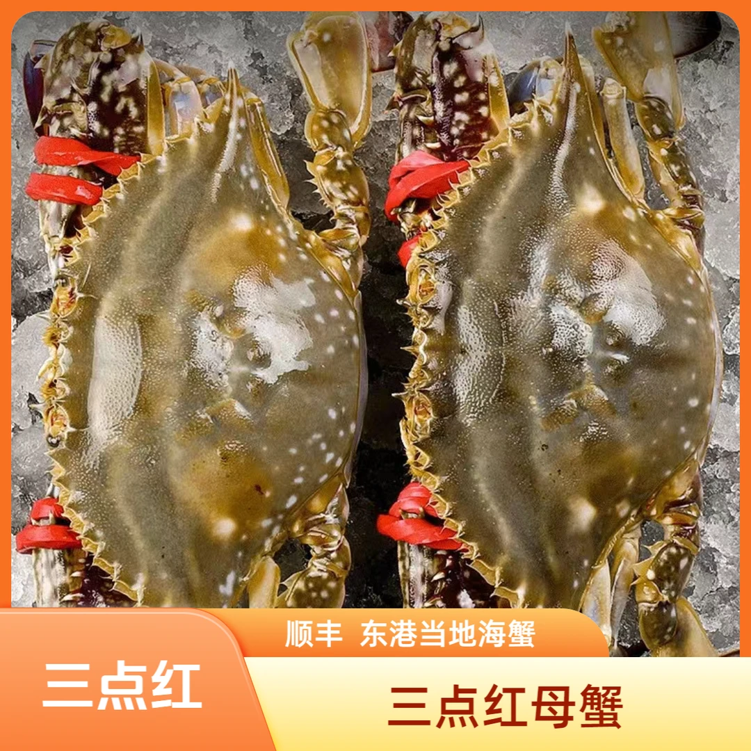 【保鲜不保活】三点红母蟹一斤2只左右单只4两左右2-3斤装不保全腿