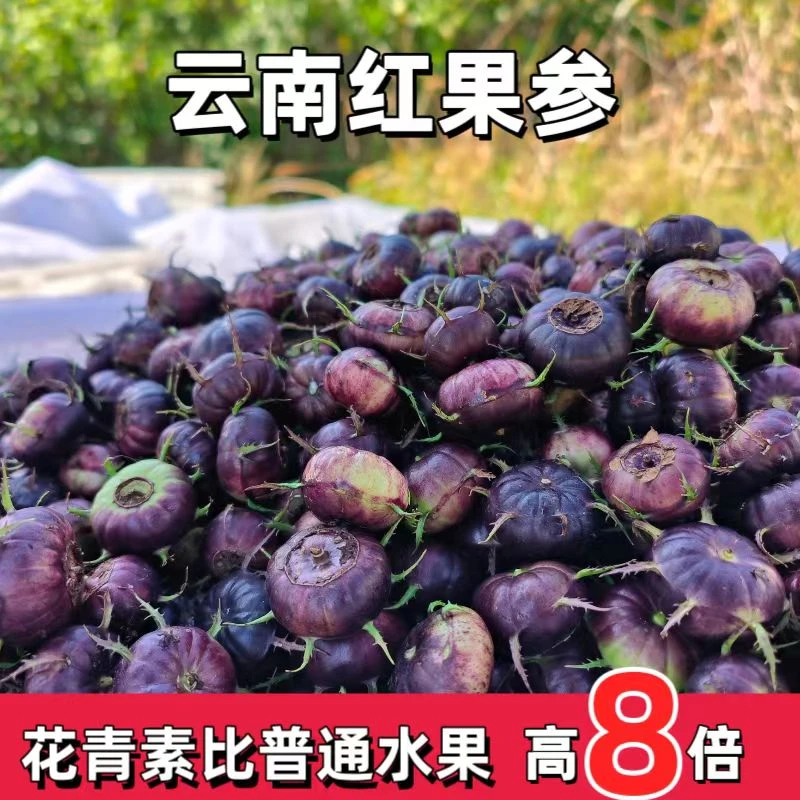 【精选果直降】红果参算盘果蜘蛛果磨盘果新鲜采摘非人参果1-4盒