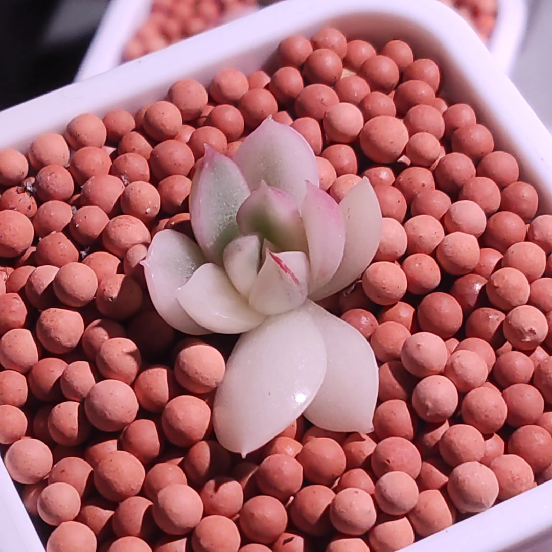 黑体万宝龙锦多肉植物（一物一拍）