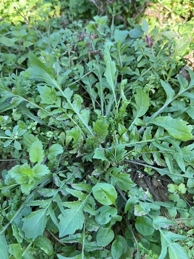 贵州高山野生荠菜2斤包邮