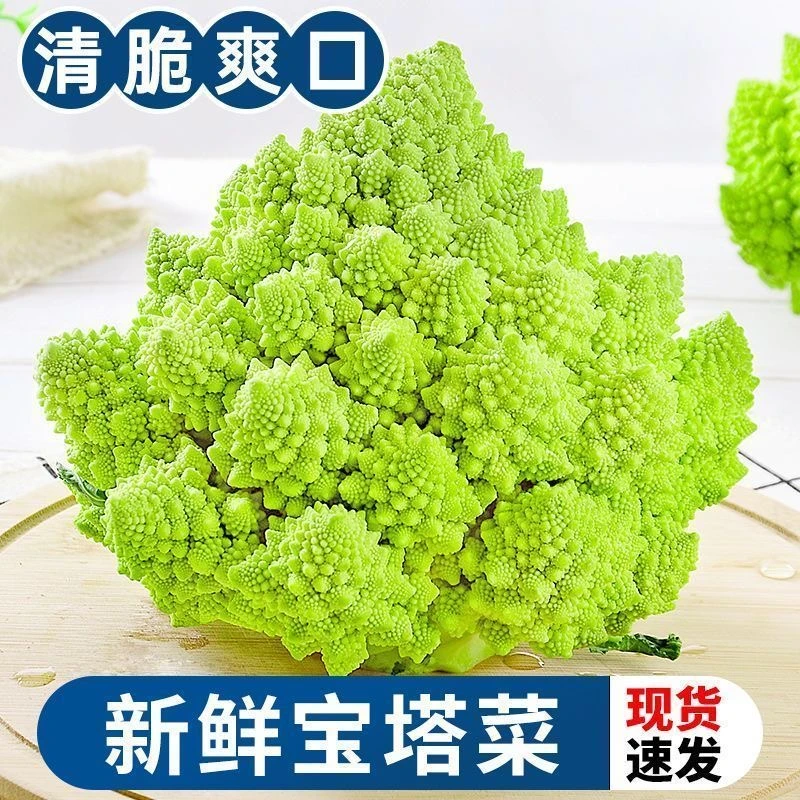 新鲜现挖 山东宝塔花菜（5斤）罗马花椰菜西餐特色食材