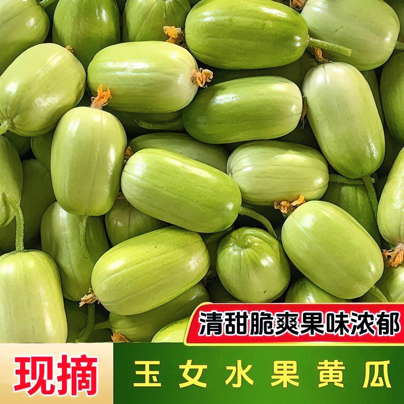 山东潍坊现摘新鲜拇指小黄瓜 玉女黄瓜 产地直发（1-5斤）脆嫩清脆