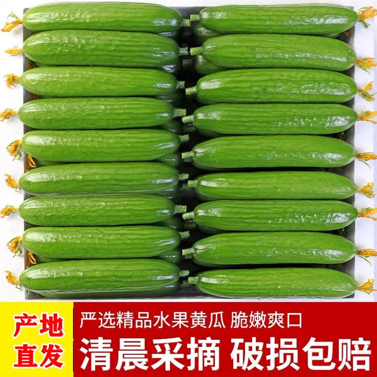 【现摘现发】山东水果小黄瓜（3-5斤）生吃美味食用自种好吃种植