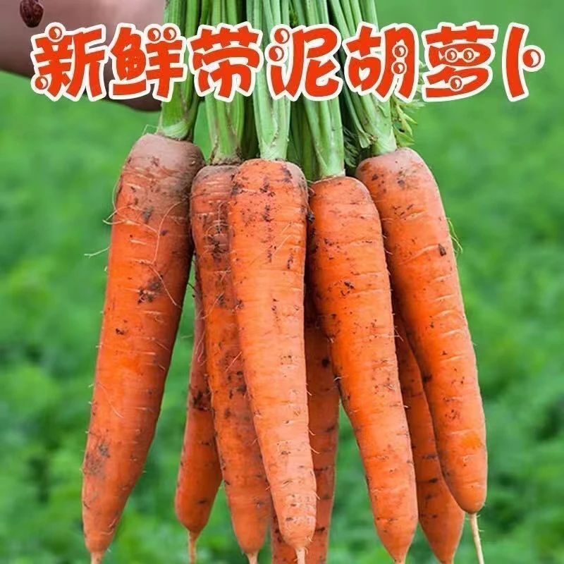 山东 农家自种 新鲜现拔带泥 冰糖心胡萝卜（2-5斤）即食清脆营养