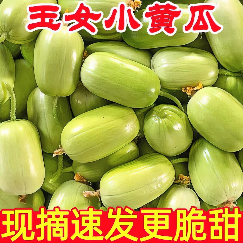 山东金童玉女水果小黄瓜新鲜当季拇指黄瓜鲜嫩口脆感美味5斤