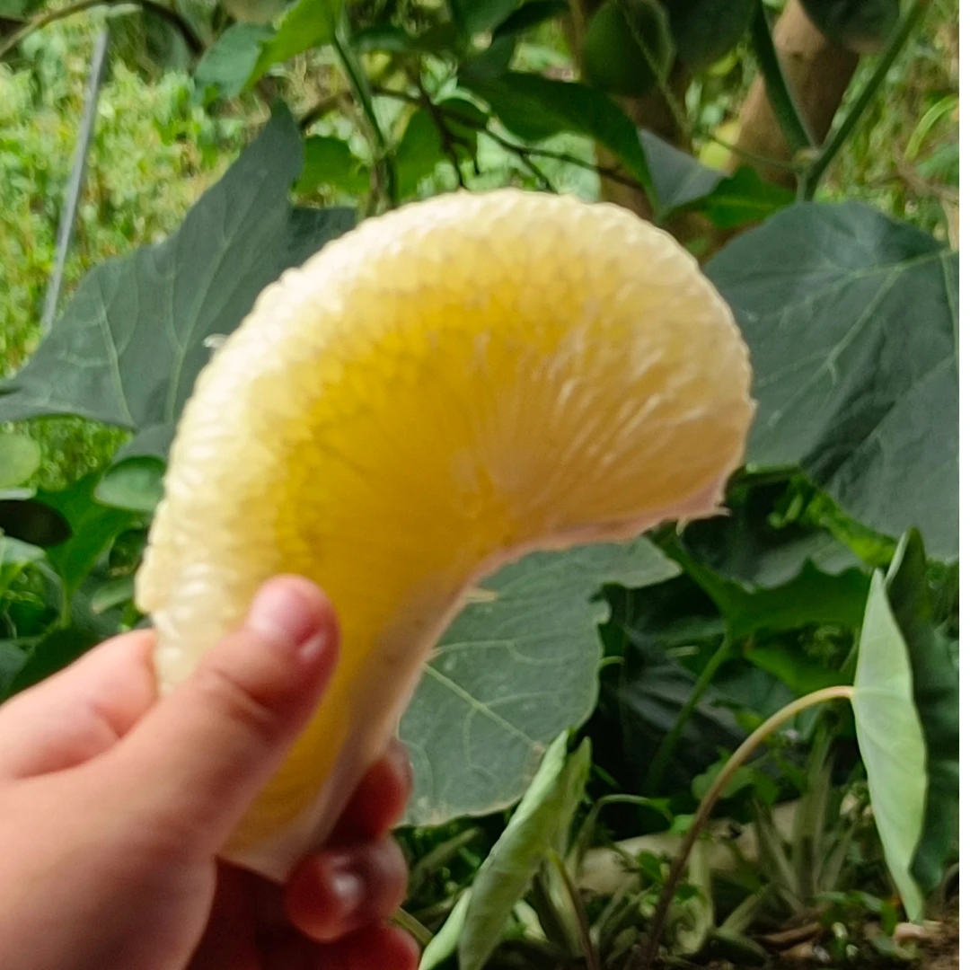 柚子傣柚青柚西双版纳又丑又好吃的柚子云南青皮