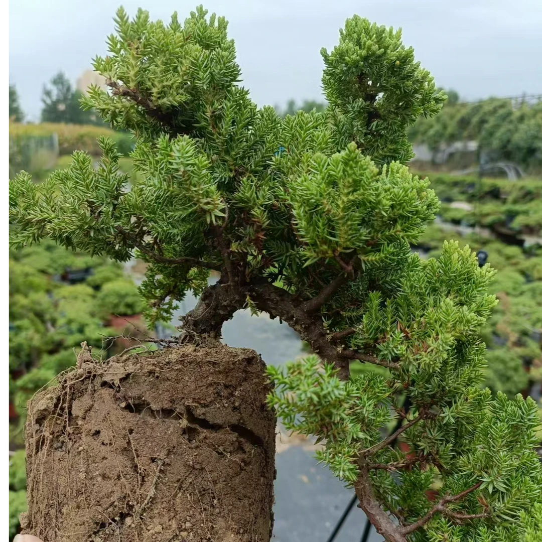 新西兰珍珠柏·日本珍珠柏杂木类一物一拍（素材）自主下单随机发货