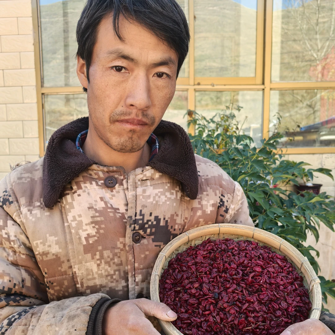（野山茱萸）野外采摘山茱萸250g包邮