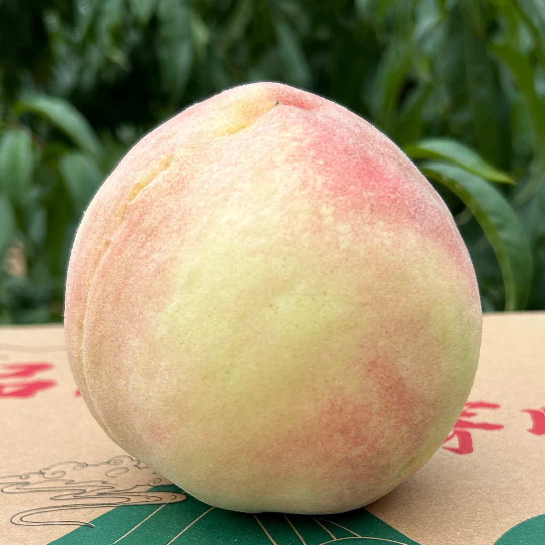 【省外】甘肃兰州安宁冈山白桃水蜜桃生鲜精品现摘现发顺丰空运包邮