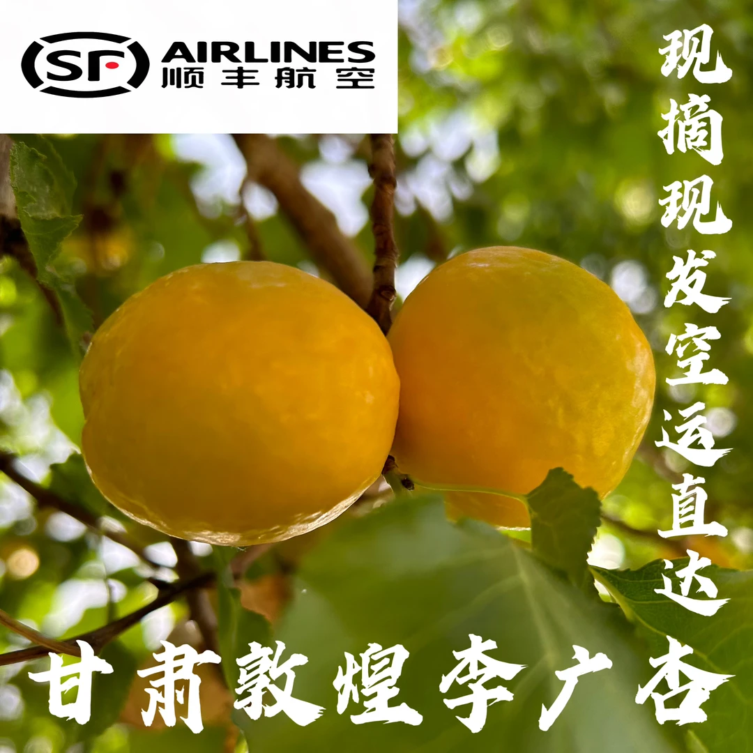 甘肃特产新鲜敦煌李广杏时令生鲜现摘现发顺丰冷链空运