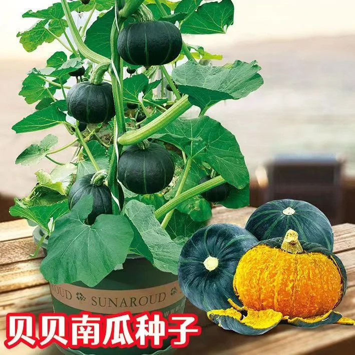 贝贝南瓜种子四季高产香甜糯板栗味绿贝贝小南瓜种子蔬菜种子菜籽