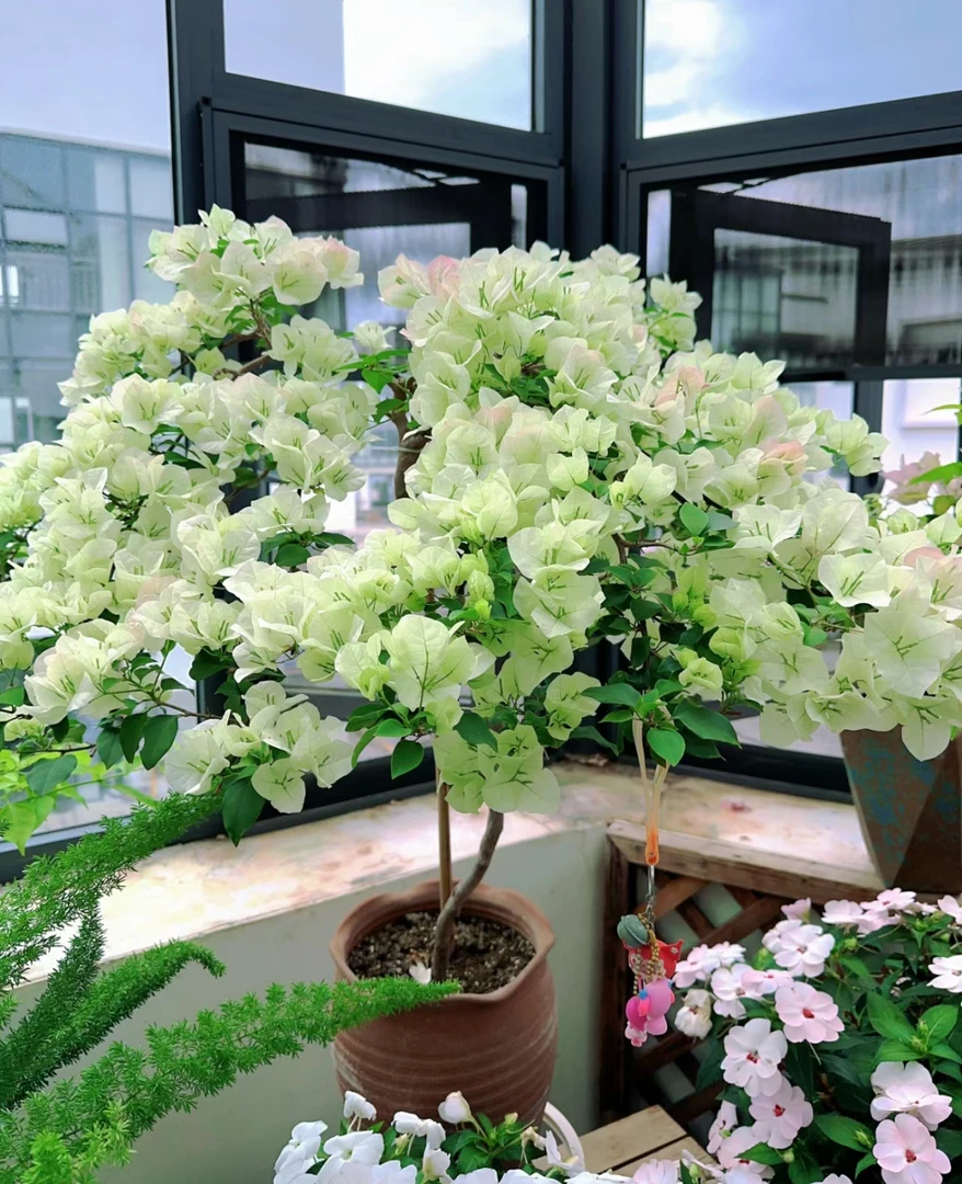 【一物一拍】四季开花三角梅爬藤飘枝阳台修剪庭院窗台上新