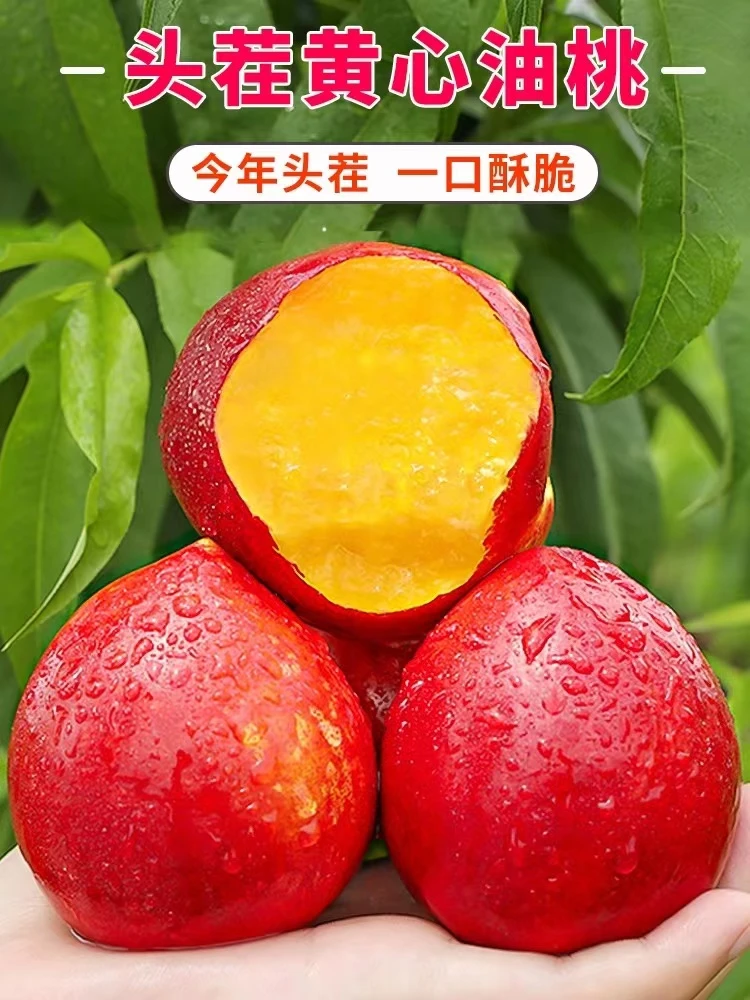 【村官开园福利】随州油桃新鲜现摘黄心油桃5斤新鲜水果包邮鲜甜