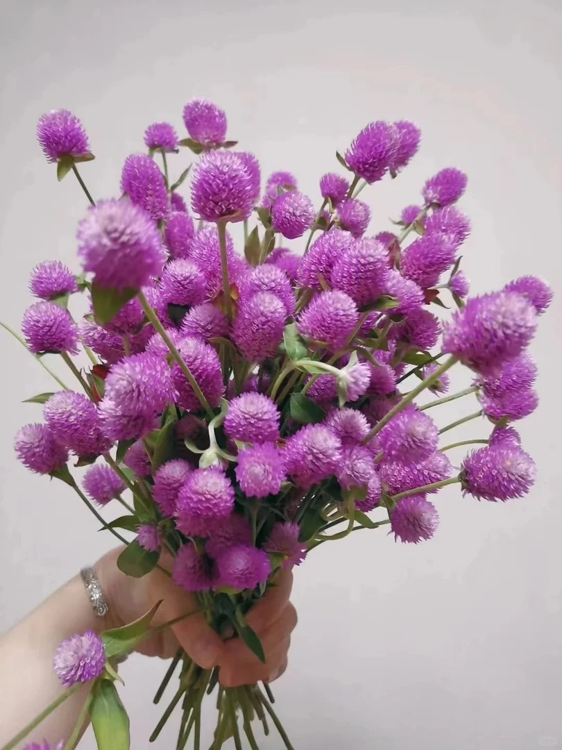 「曼曼」千日红3扎  鲜花任意满两单包邮拒收不售