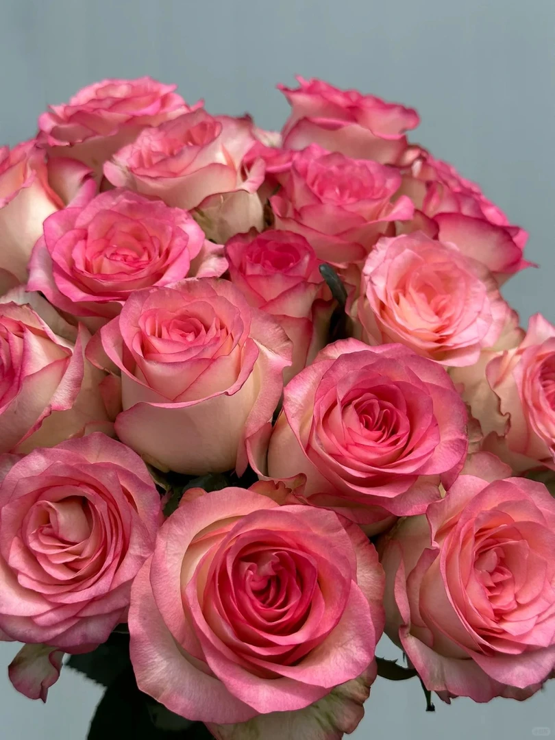 「曼曼」艾莎20只5只防损  鲜花任意满两单包邮拒收不售