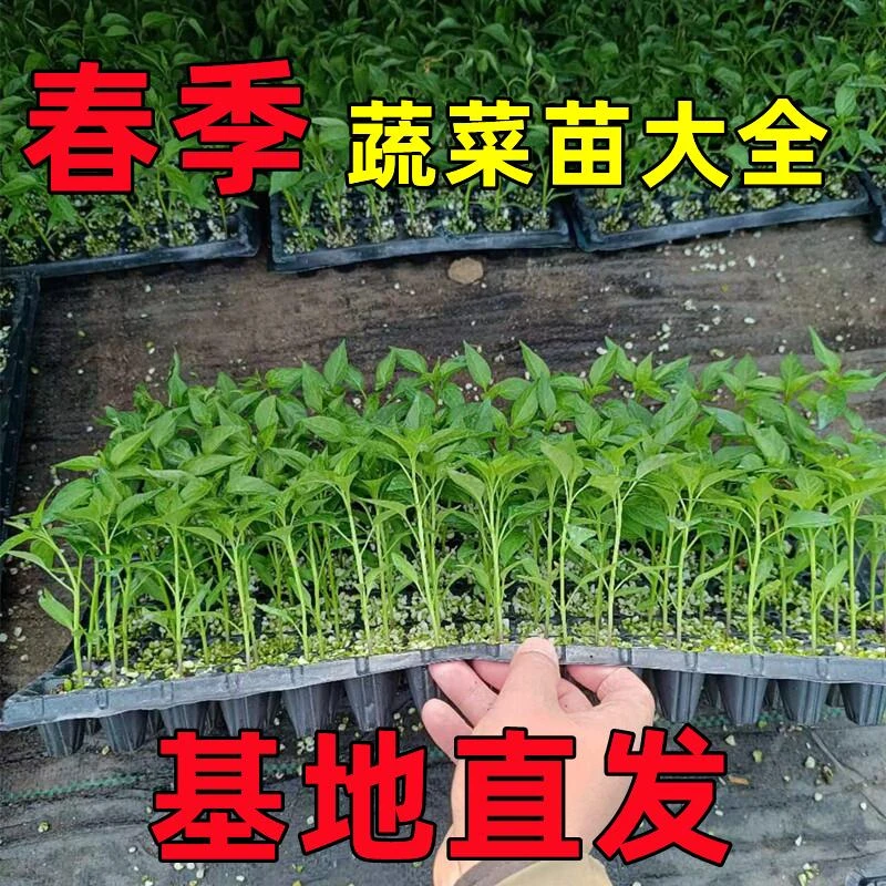 春季蔬菜苗大全各种蔬菜苗番茄辣椒茄子草莓西瓜苗四季种植对版