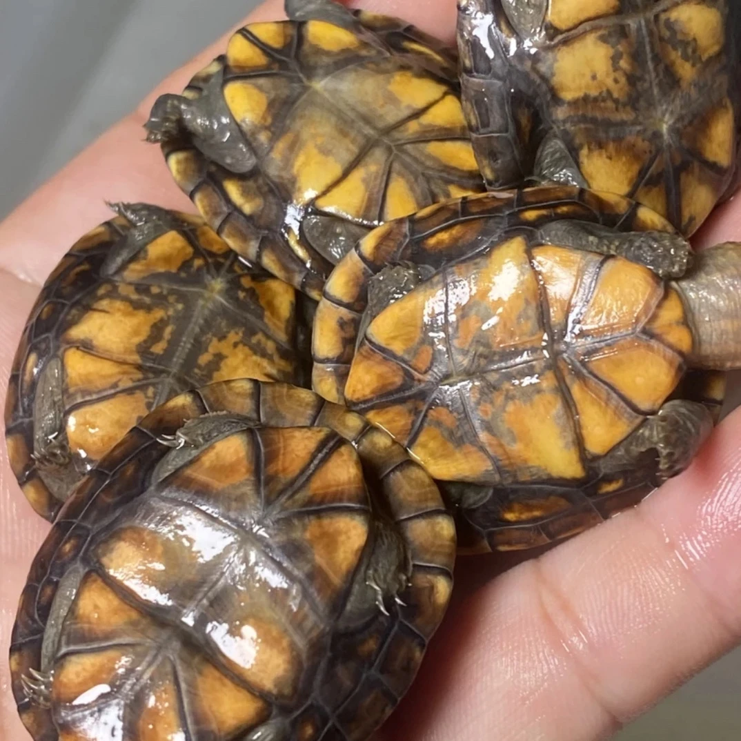 红面蛋龟大小杂小苗子