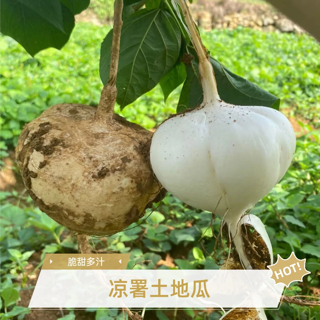 贵州应季新鲜采摘凉薯地萝卜白地瓜清脆可口好吃不贵果园直供