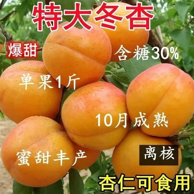 杏树苗嫁接甜杏苗南北方阳台特大盆栽庭院地栽种植当年结果