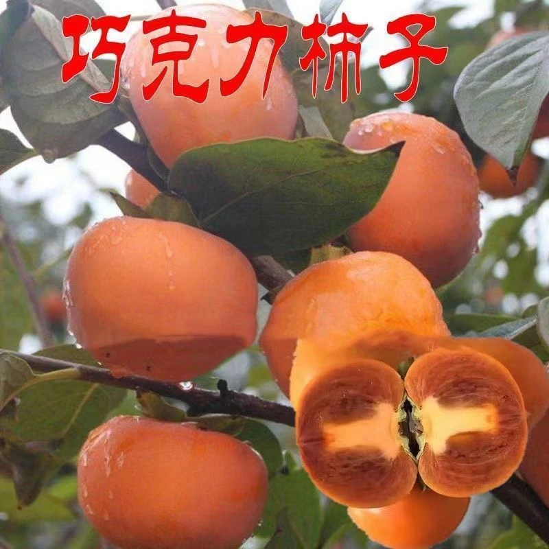 巧克力柿子树苗脆柿子树苗果树苗四季种植盆栽地栽即摘即食南北方