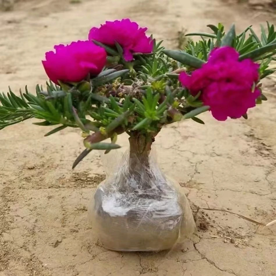 玫红王多年生太阳花秧苗可嫁接多色可养老桩绿植花卉盆栽苗