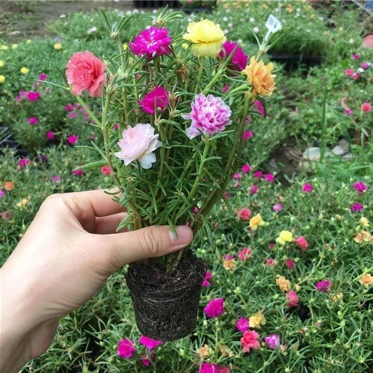 【带根带土带花苞发货】重瓣太阳花花苗宿根带花苞好养耐热