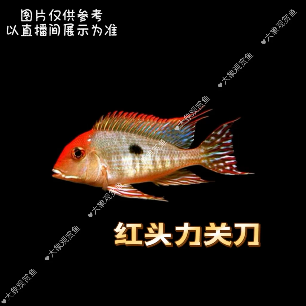 食土鲷，红头力关刀