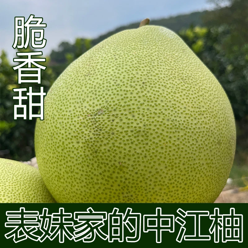 四川中江柚中江蜜柚二十年老树柚子