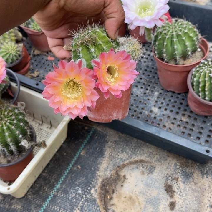 彩草仙人球彩草207