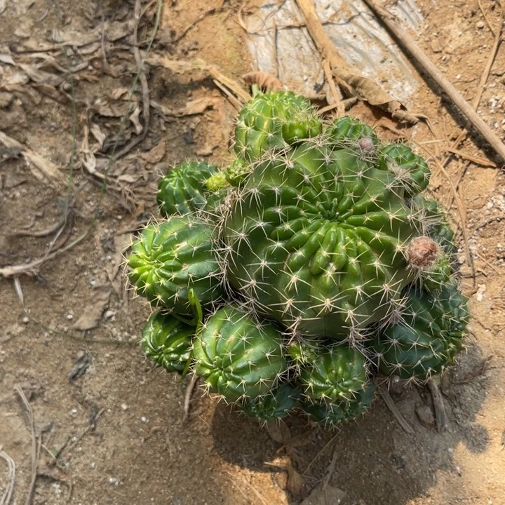 丽花仙人球丽花341