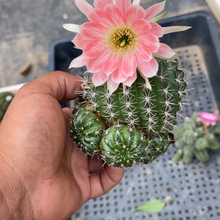 丽花仙人球丽花337