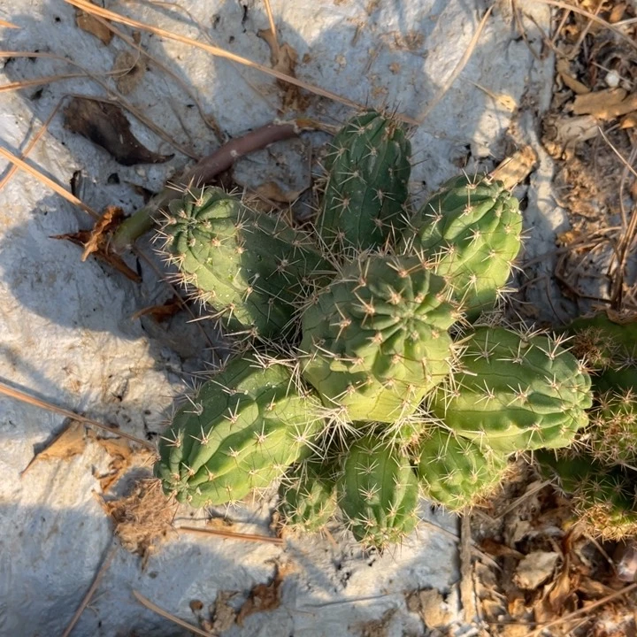 春***＾黑喉仙人球丽花97