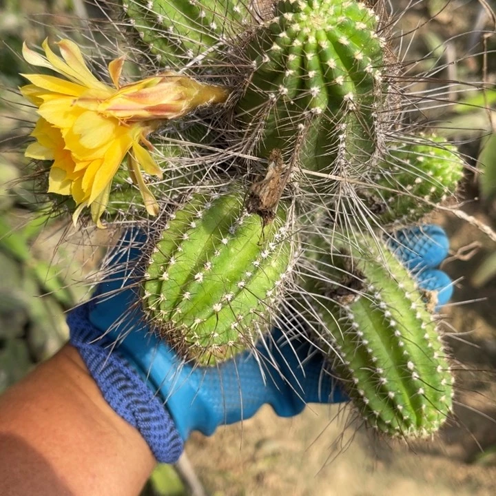 矮胖白檀bri仙人球155