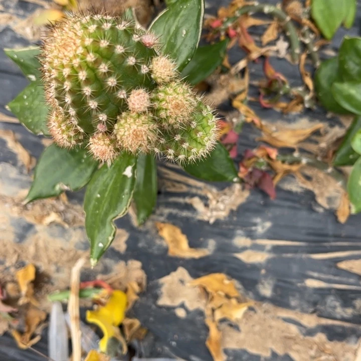 傲**兰白檀仙人球白檀256