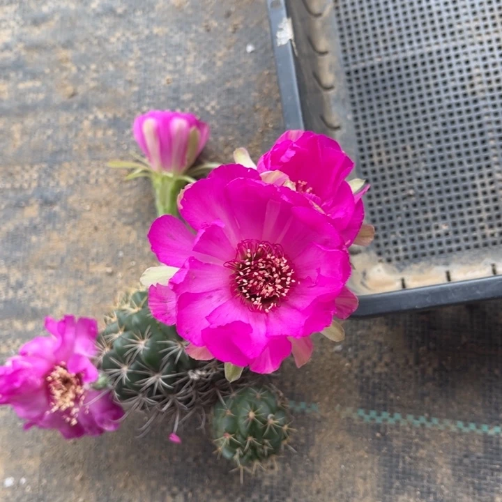 丽花仙人球丽花73