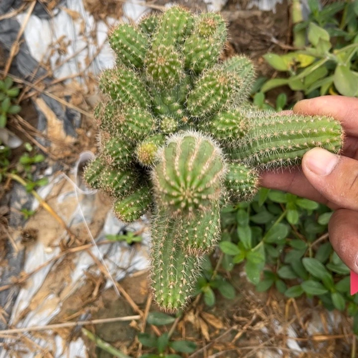 春***＾白檀444仙人球白檀110