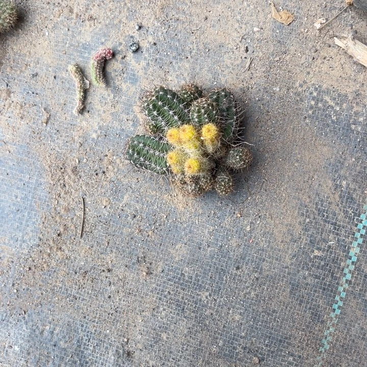 傲**兰丽花白檀杂仙人球41