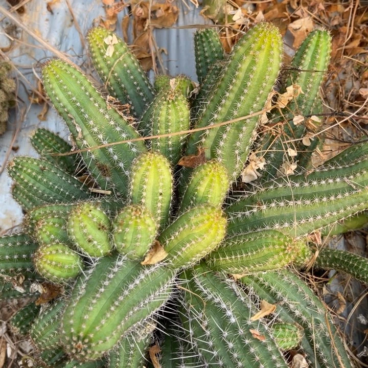 白檀仙人球白檀盲盒180