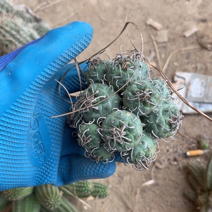 娇丽仙人球仙人球94