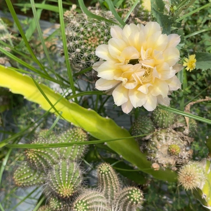 糊*好黄白侧芽仙人球随机