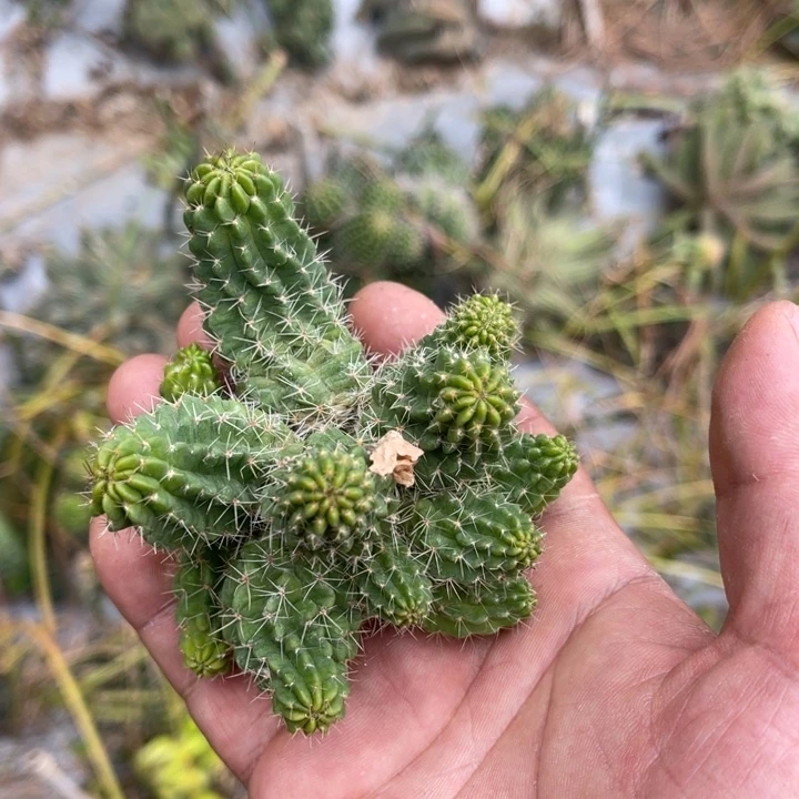 风**落黑喉白檀杂仙人球