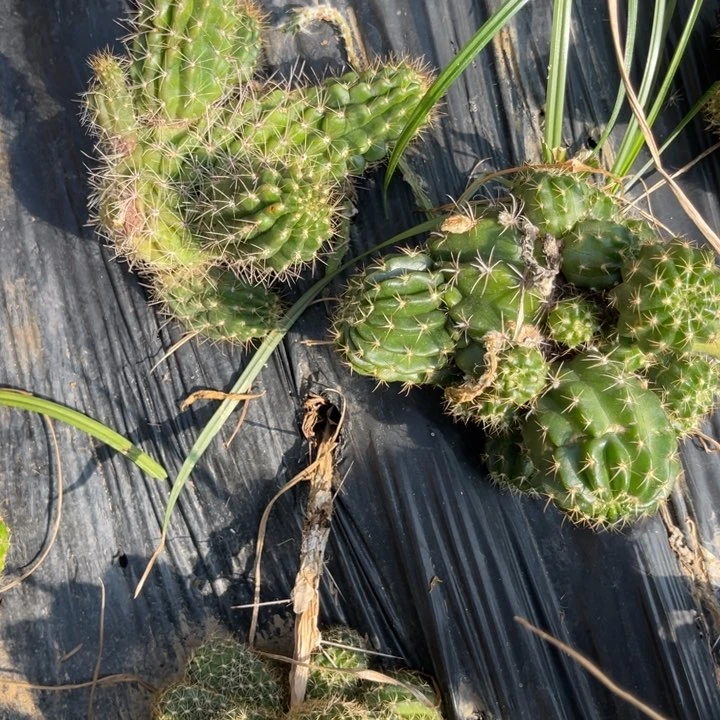 春***＾混杂仙人球白檀366